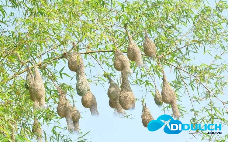 lang-sen-14_optimized Khu bảo tồn Láng Sen