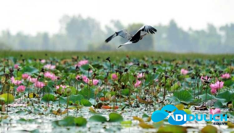 lang-sen-5_optimized-1 Khu bảo tồn Láng Sen