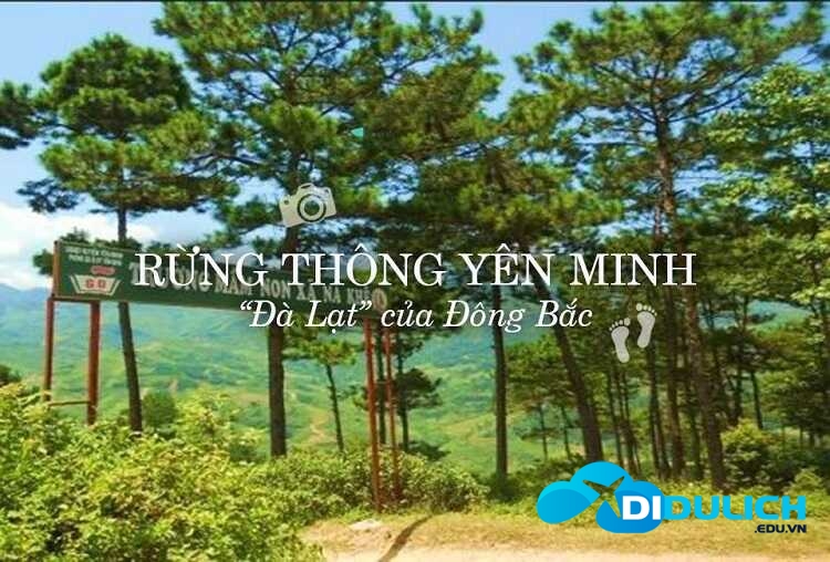 rung-thong-yen-minh-ha-giang-6_optimized Rừng thông Yên Minh ở Hà Giang có phải là một Đà Lạt của Đông Bắc?