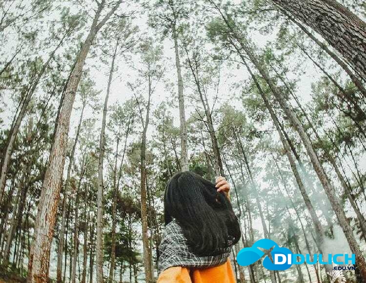 rung-thong-yen-minh-ha-giang-7_optimized Rừng thông Yên Minh ở Hà Giang có phải là một Đà Lạt của Đông Bắc?