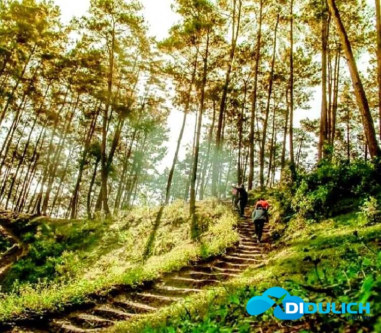 rung-thong-yen-minh-ha-giang-9_optimized Rừng thông Yên Minh ở Hà Giang có phải là một Đà Lạt của Đông Bắc?