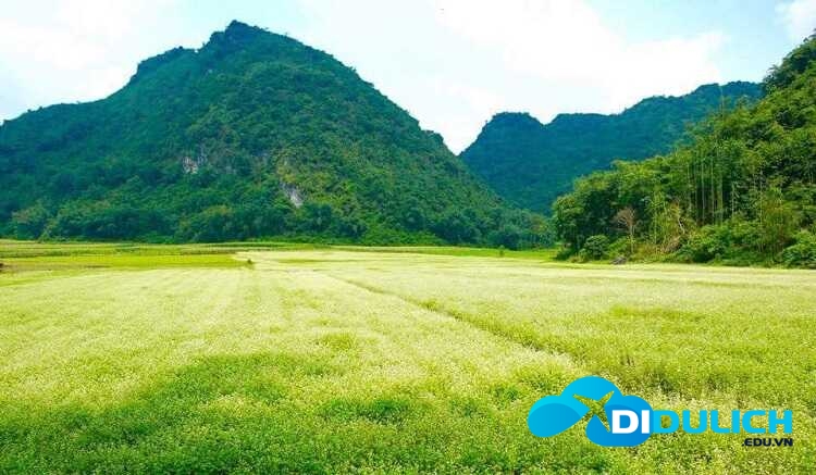 thung-lung-hoa-bac-son-3_optimized Thung lũng hoa Bắc Sơn Lạng Sơn, thiên đường sống ảo muôn sắc màu