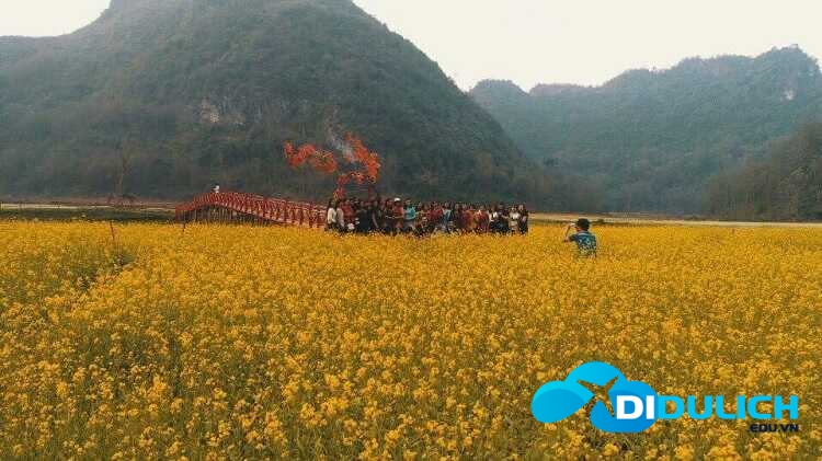 thung-lung-hoa-bac-son-6_optimized Thung lũng hoa Bắc Sơn Lạng Sơn, thiên đường sống ảo muôn sắc màu