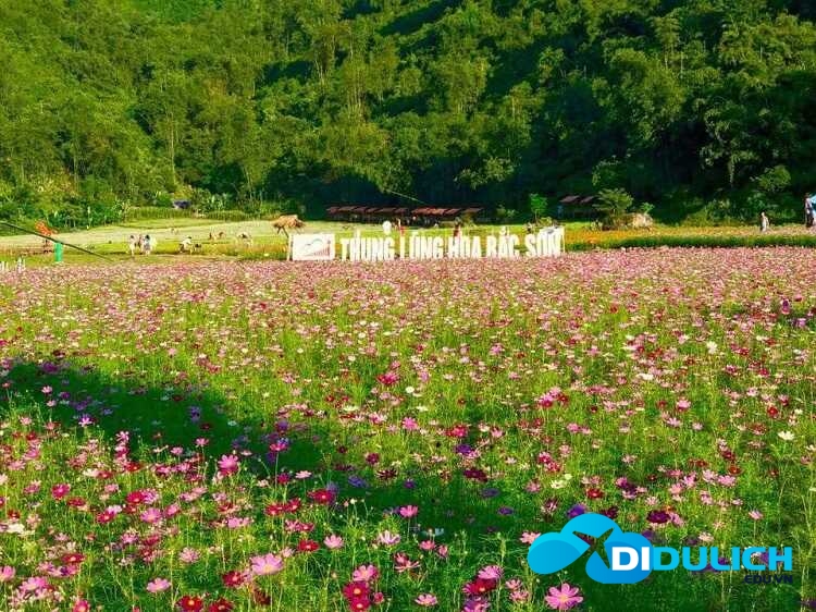 thung-lung-hoa-bac-son-9_optimized-1 Thung lũng hoa Bắc Sơn Lạng Sơn, thiên đường sống ảo muôn sắc màu
