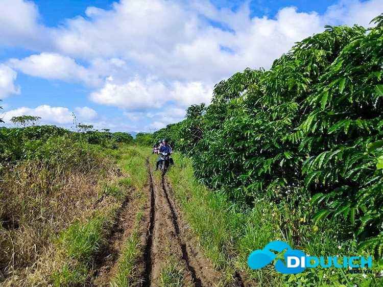 tuyet-tinh-coc-bao-loc-8 Tuyệt tình cốc Bảo Lộc