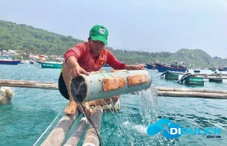 vinh-xuan-dai-phu-yen-28_optimized Vịnh Xuân Đài