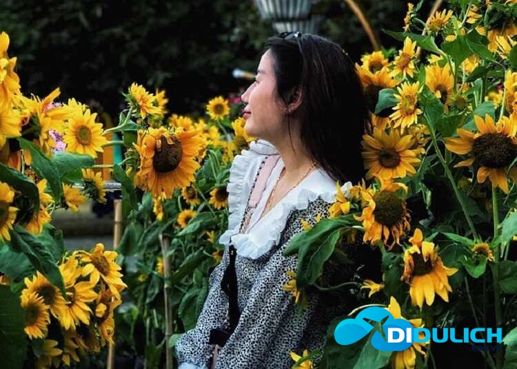 vuon-hoa-huong-duong_optimized Vườn Hoa Hướng Dương