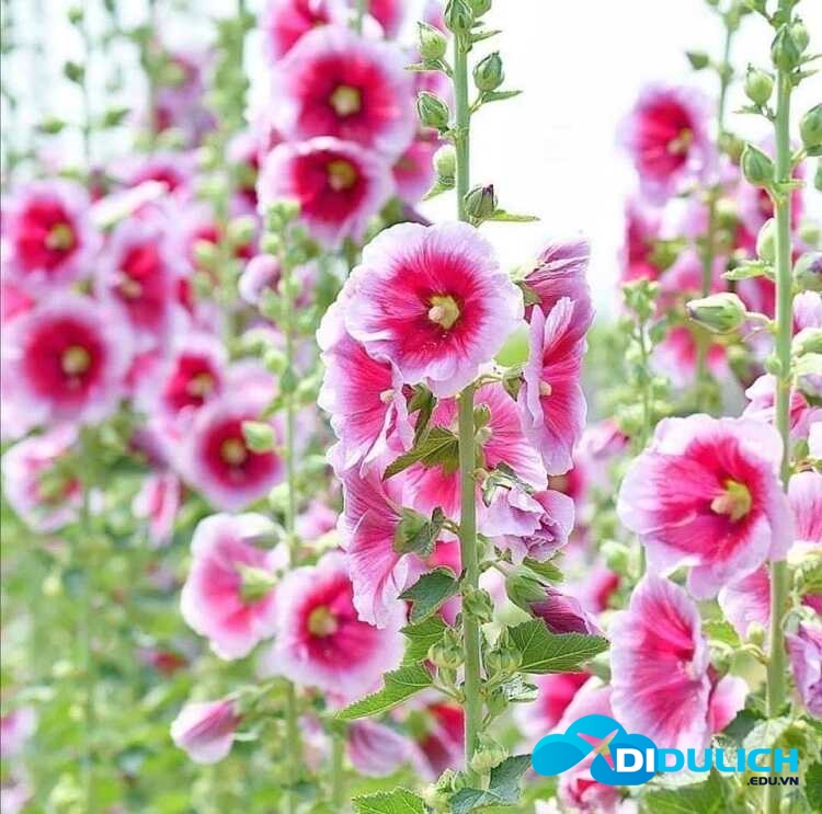 vuon-hoa-man-dinh-hong-18_optimized Vườn hoa Mãn Đình Hồng