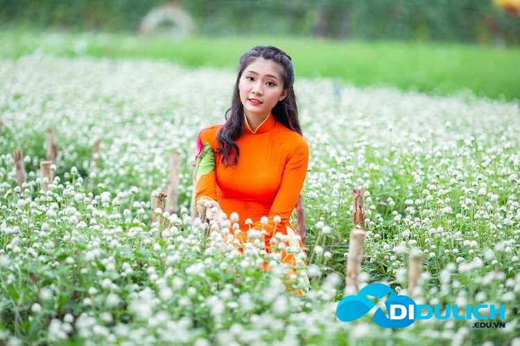 vuon-hoa-man-dinh-hong-20_optimized-1 chụp ảnh cùng vườn hoa