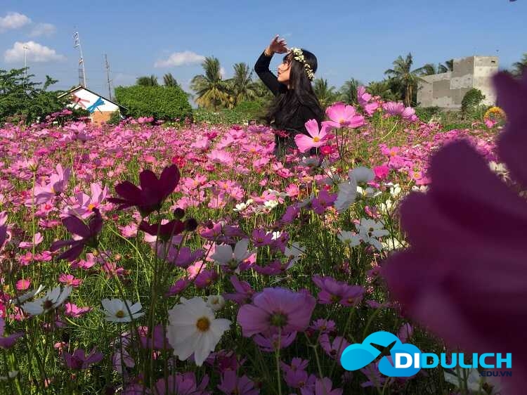vuon-hoa-man-dinh-hong-8_optimized Vườn hoa Mãn Đình Hồng